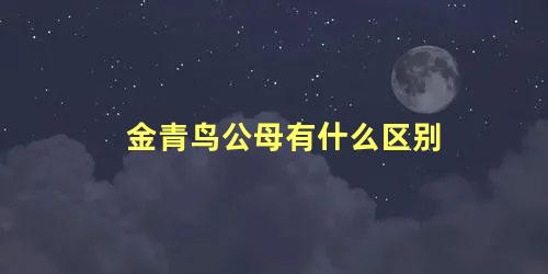 金青鸟公母有什么区别