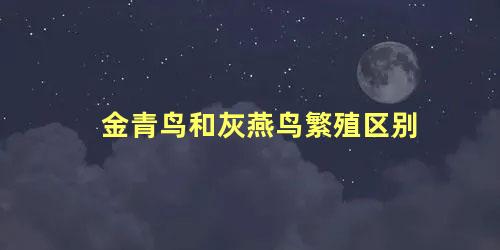 金青鸟和灰燕鸟繁殖区别