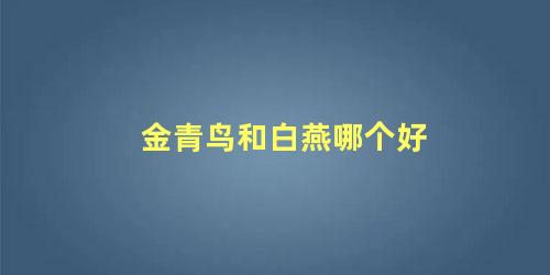 金青鸟和白燕哪个好