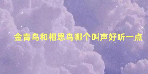 金青鸟和相思鸟哪个叫声好听一点