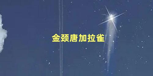 金颈唐加拉雀