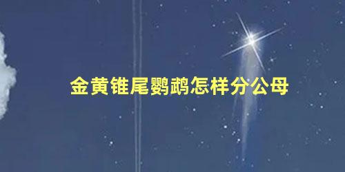 金黄锥尾鹦鹉怎样分公母