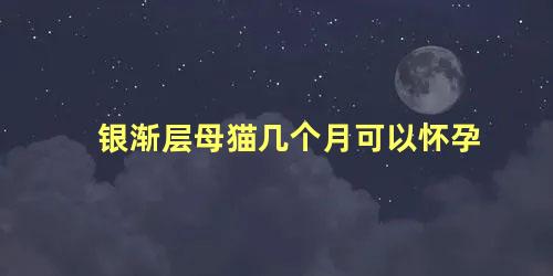 银渐层母猫几个月可以怀孕