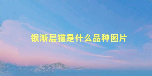 银渐层猫是什么品种图片