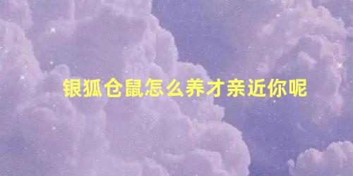 银狐仓鼠怎么养才亲近你呢