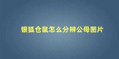 银狐仓鼠怎么分辨公母图片