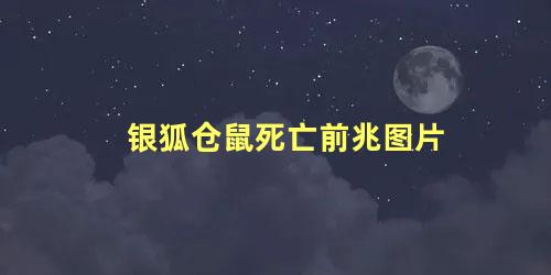 银狐仓鼠死亡前兆图片