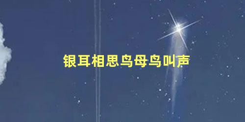银耳相思鸟母鸟叫声