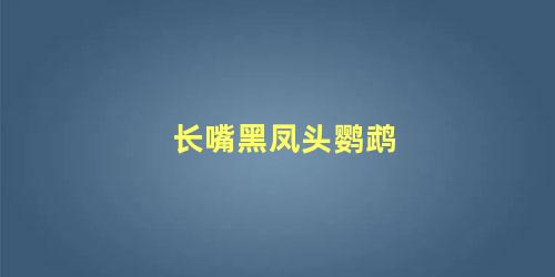 长嘴黑凤头鹦鹉