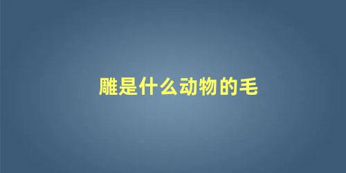 雕是什么动物的毛