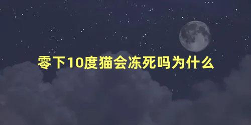 零下10度猫会冻死吗为什么
