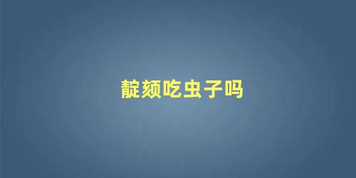 靛颏吃虫子吗