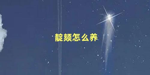 靛颏怎么养
