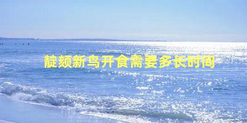 靛颏新鸟开食需要多长时间