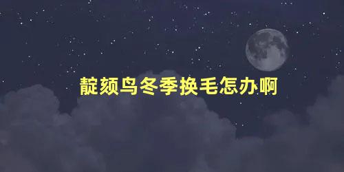 靛颏鸟冬季换毛怎办啊