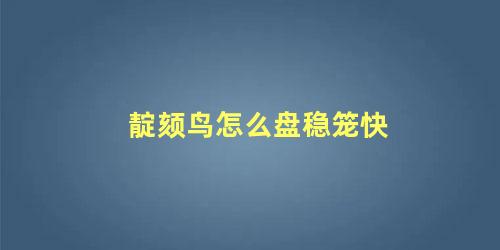 靛颏鸟怎么盘稳笼快