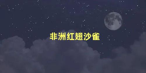 非洲红翅沙雀