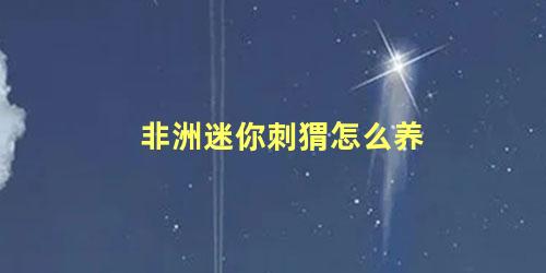 非洲迷你刺猬怎么养