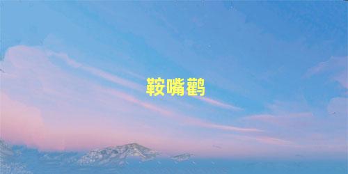 鞍嘴鹳