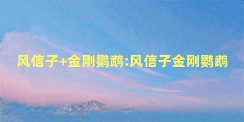 风信子+金刚鹦鹉:风信子金刚鹦鹉