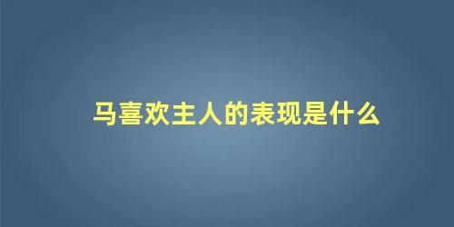 马喜欢主人的表现是什么