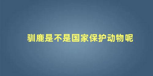 驯鹿是不是国家保护动物呢