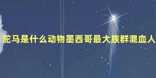 驼马是什么动物墨西哥最大族群混血人种