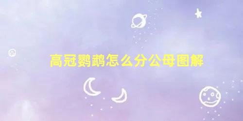 高冠鹦鹉怎么分公母图解