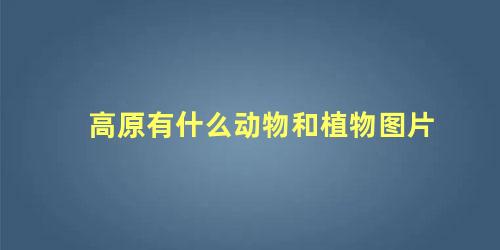高原有什么动物和植物图片