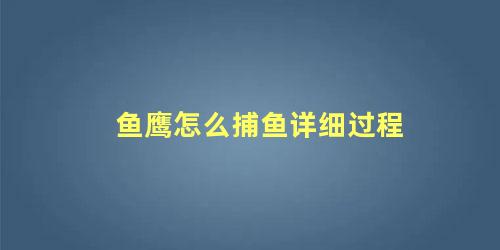 鱼鹰怎么捕鱼详细过程
