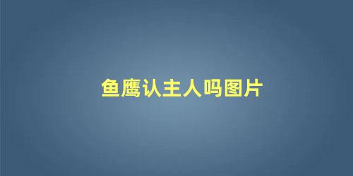 鱼鹰认主人吗图片