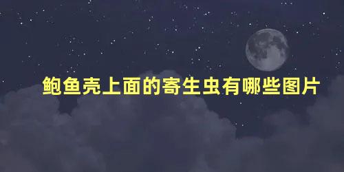 鲍鱼壳上面的寄生虫有哪些图片