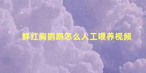 鲜红胸鹦鹉怎么人工喂养视频