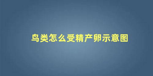 鸟类怎么受精产卵示意图