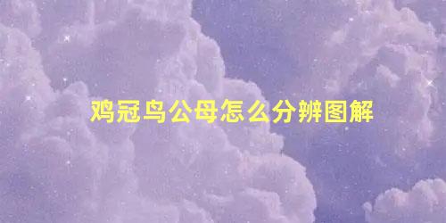 鸡冠鸟公母怎么分辨图解
