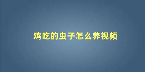 鸡吃的虫子怎么养视频
