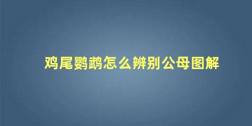 鸡尾鹦鹉怎么辨别公母图解