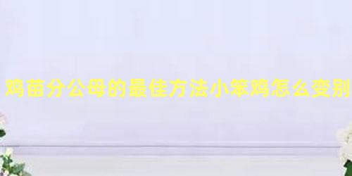 鸡苗分公母的最佳方法小笨鸡怎么变别公鸡母鸡