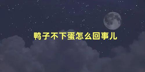 鸭子不下蛋怎么回事儿