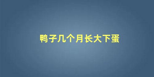 鸭子几个月长大下蛋