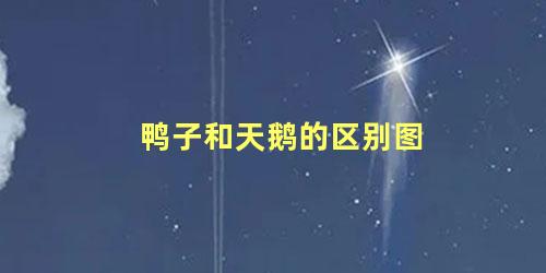 鸭子和天鹅的区别图