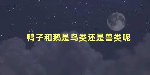 鸭子和鹅是鸟类还是兽类呢