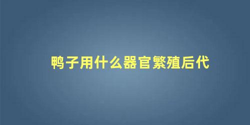 鸭子用什么器官繁殖后代