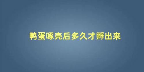 鸭蛋啄壳后多久才孵出来