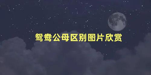 鸳鸯公母区别图片欣赏
