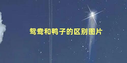 鸳鸯和鸭子的区别图片