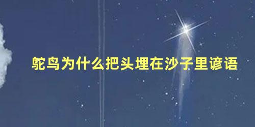 鸵鸟为什么把头埋在沙子里谚语