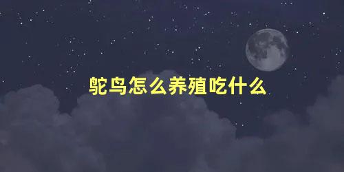 鸵鸟怎么养殖吃什么