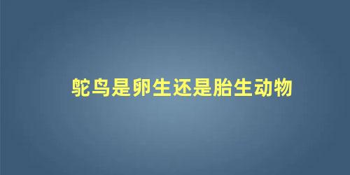 鸵鸟是卵生还是胎生动物