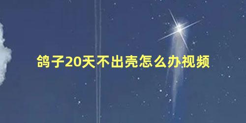 鸽子20天不出壳怎么办视频